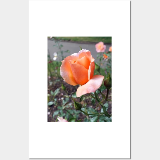 Peach Rosebud Wall Art by pinkal